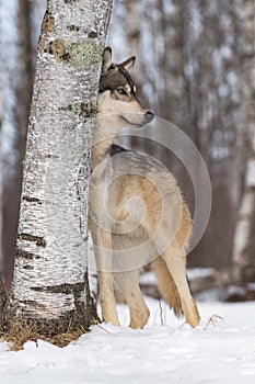 Grey Wolf Canis lupus Stands Behind Birch Tree Looking Right Winter