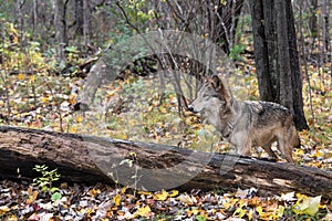 Grey Wolf (Canis lupus) Stands Behind Log Looking Left Autumn