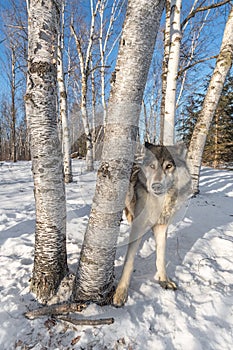 Grey Wolf Canis lupus Stands Behind Trees Ears Back