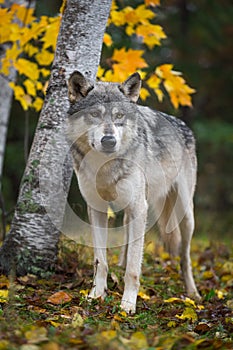 Grey Wolf Canis lupus Stands in Front of Birch Trees Autumn