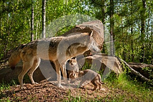 Grey Wolf Canis lupus Stands in Front of Den With Pups