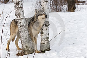 Grey Wolf Canis lupus Stands Front Paws Between Birch Trees Looking Up Winter