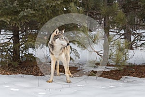 Grey Wolf Canis lupus Stands in Front of Pine Trees Winter