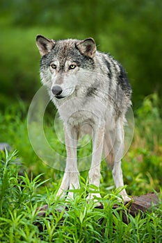 Grey Wolf Canis lupus Stands Intently Forward