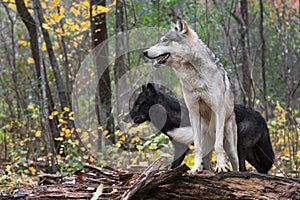 Grey Wolf (Canis lupus) Stands on Log in Front of Black Wolf Autumn