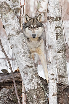 Grey Wolf Canis lupus Stands on Log Looking Out Between Birches Winter