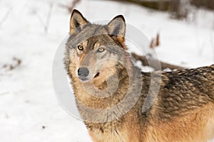 Grey Wolf Canis lupus Stands Looking Out Ears Forward Winter