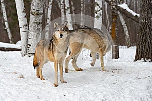 Grey Wolf Canis lupus Stands Looking Out Second Walks in Background Winter