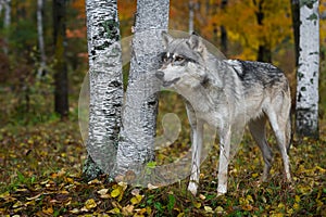 Grey Wolf Canis lupus Stands Near Birch Trees in Forest Autumn