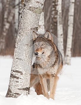 Grey Wolf (Canis lupus) Stands Next to Birch Tree