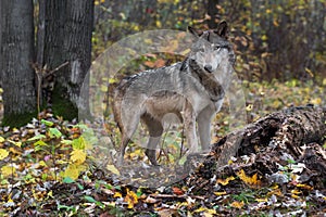 Grey Wolf Canis lupus Stands Next to Log Autumn