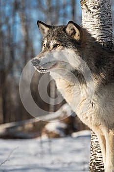 Grey Wolf Canis lupus Stands Next to Tree Blue Sky Looking Up Winter