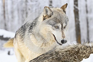 Grey Wolf (Canis lupus) Stands Over Back of Packmate Winter