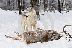 Grey Wolf (Canis lupus) Stands Over Deer Body Licking Nose Winter