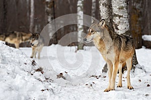 Grey Wolf Canis lupus Stands While Packmates Run in Background Winter