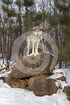 Grey Wolf (Canis lupus) Stands on Rock Ears Forward Winter