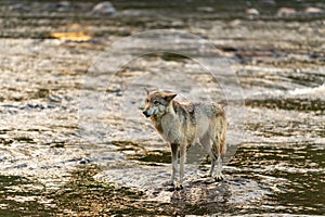 Grey Wolf Canis lupus Stands on Rock in Morning River Summer