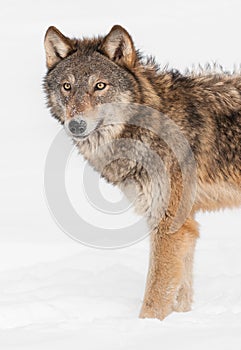 Grey Wolf (Canis lupus) Stands in Snow