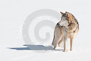 Grey Wolf (Canis lupus) Stands in Snow Looking Left