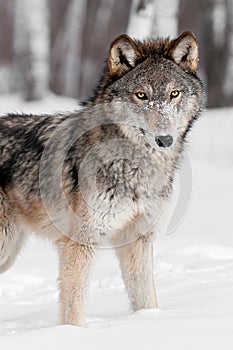 Grey Wolf (Canis lupus) Stands in Snow Looking at Viewer