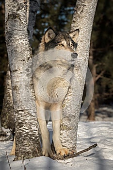 Grey Wolf Canis lupus Stands on Stick