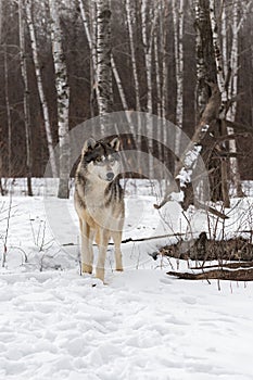 Grey Wolf Canis lupus Stands Still Looking Right Winter