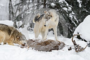 Grey Wolf (Canis lupus) Stands on Top of Deer Carcass Looking Down at Packmate Winter