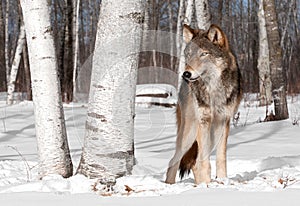 Grey Wolf (Canis lupus) Stands in Treeline with Birch Tree