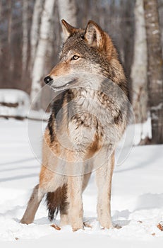 Grey Wolf (Canis lupus) Stands in Treeline Looking Left