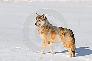 Grey Wolf (Canis lupus) Stands Up Tall Looking Left and Out Snow on Nose Winter