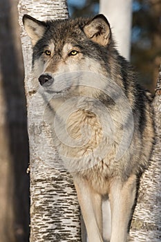 Grey Wolf Canis lupus Stands Winter