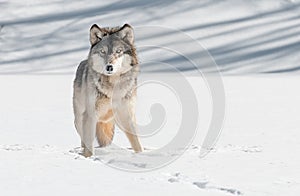 Grey Wolf (Canis lupus) Stare