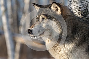 Grey Wolf Canis lupus Stares Left Profile Winter