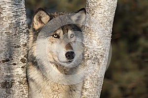 Grey Wolf Canis lupus Stares Out From Between Birch Trees Winter