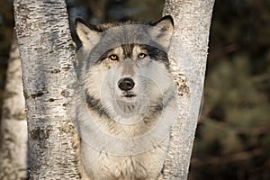 Grey Wolf Canis lupus Stares Out Ears Forward Between Trees Winter