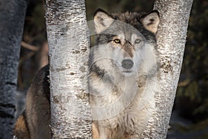 Grey Wolf Canis lupus Stares Out Between Trees