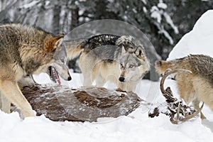 Grey Wolf (Canis lupus) Stares at Packmate Over Body of White-Tail Deer Winter