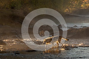 Grey Wolf Canis lupus Steps Across River Backlit Autumn