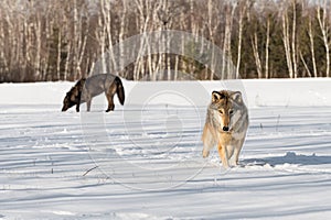 Grey Wolf (Canis lupus) Steps Forward Black Sniffs in Background Winter