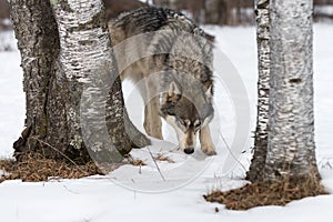 Grey Wolf Canis lupus Steps Foward Between Trees Sniffing Winter