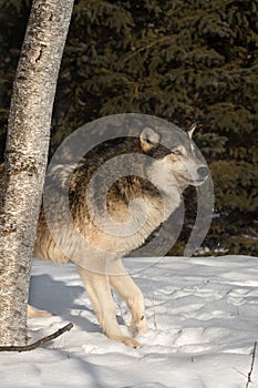 Grey Wolf Canis lupus Steps Out from Behind Tree