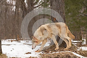 Grey Wolf Canis lupus Steps Past Tree in Woods Winter