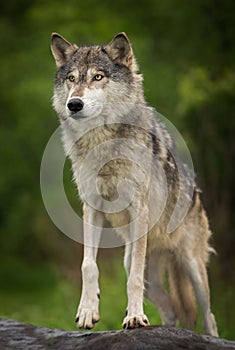 Grey Wolf Canis lupus Steps Up on Rock