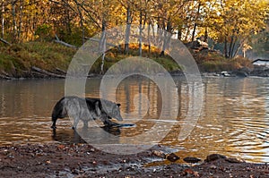 Grey Wolf Canis lupus Steps Into Water