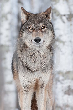 Grey Wolf (Canis lupus) Straight On