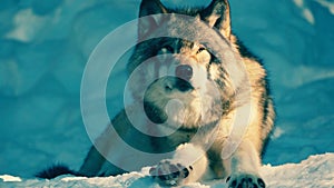 Grey Wolf Canis lupus Straight On - captive animal