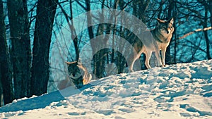 Grey Wolf Canis lupus Straight On - captive animal