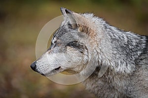 Grey Wolf Canis lupus Straight Left Profile Autumn