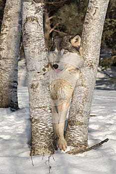 Grey Wolf Canis lupus Tongue Out Between Trees