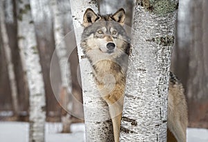 Grey Wolf Canis lupus Between Trees Looks Up and to Right Winter